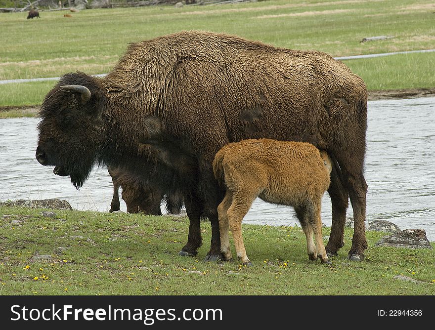Bison cow and nursing calf