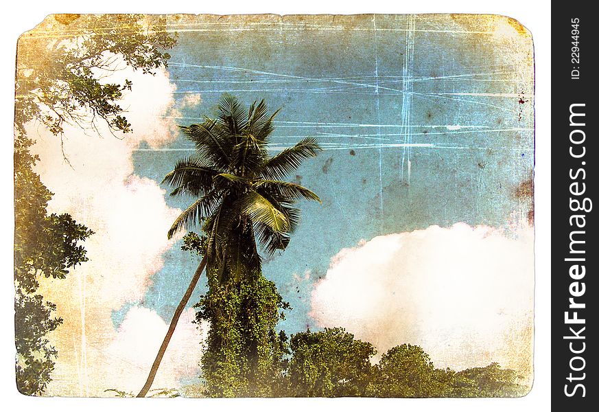 Coconut Palm Tree, Sky, Clouds. Old Postcard.