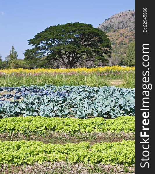 Vegetables Plots