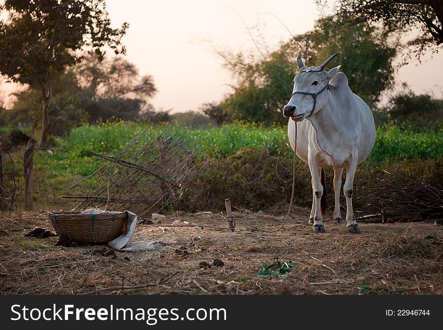 Indian cow in farm land in a village. Indian cow in farm land in a village