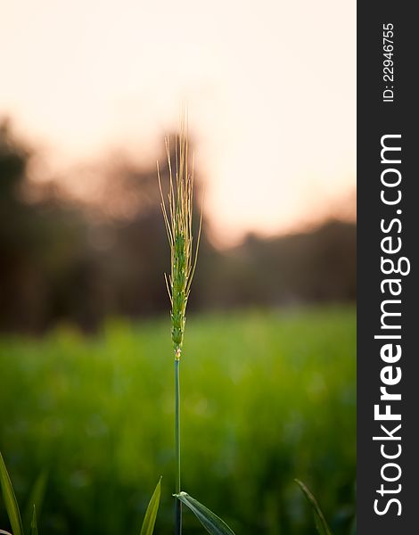 closeup of green wheat field over natural blurred background. closeup of green wheat field over natural blurred background