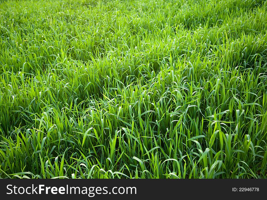 Abstract green grass background in sunlight