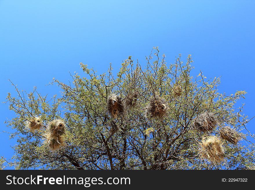 Sparrow weaver's (Plocepasser mahali) nests in acacia tree, Namibia. Sparrow weaver's (Plocepasser mahali) nests in acacia tree, Namibia