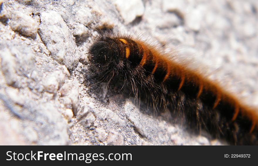 Caterpillar going across the stone floor