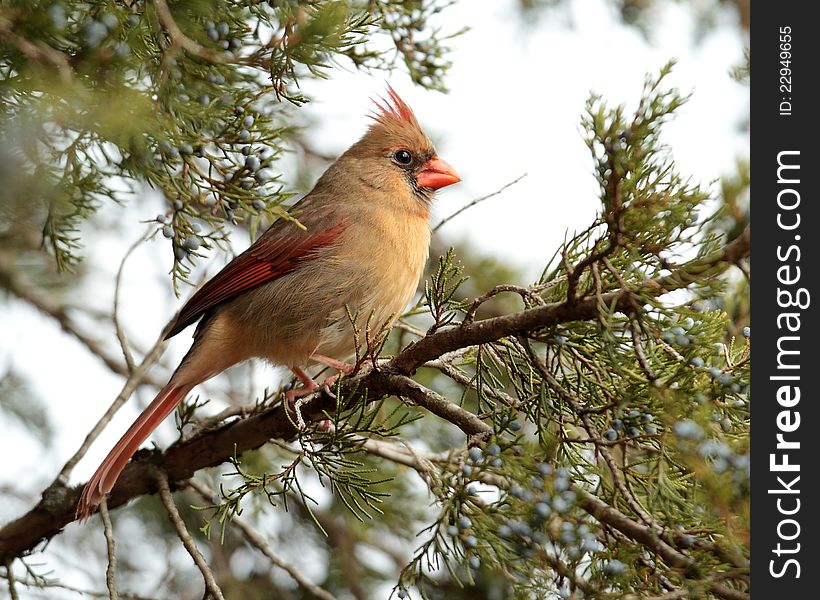 A female cardinal sitting in a ceder tree