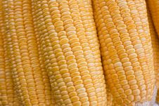 Yellow Corn Royalty Free Stock Photos Yellow Corn Royalty Free Stock Photos