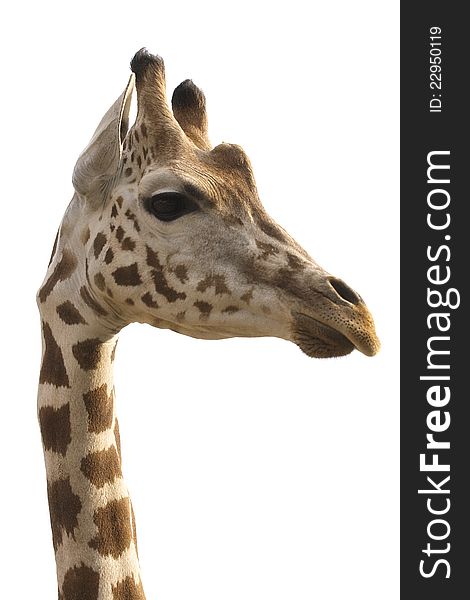 An isolated photo of a giraffe\'s neck and head