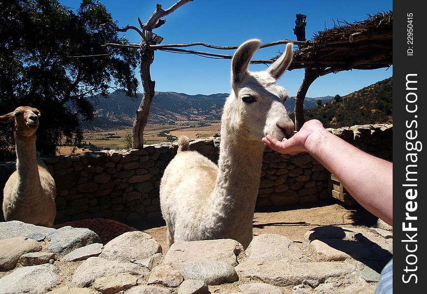 An small farm with white llamas, Valle de Colchagua, Central Chile. An small farm with white llamas, Valle de Colchagua, Central Chile