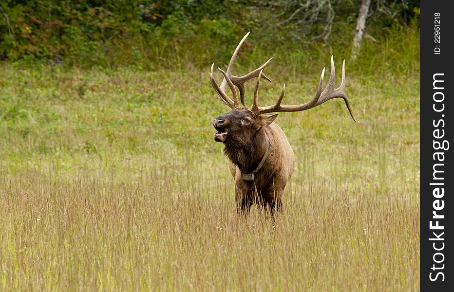 This male elk was sounding his bugle call. This male elk was sounding his bugle call.