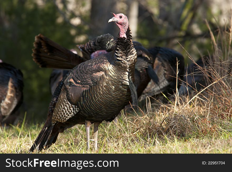 A male turkey was watching his flock. A male turkey was watching his flock.