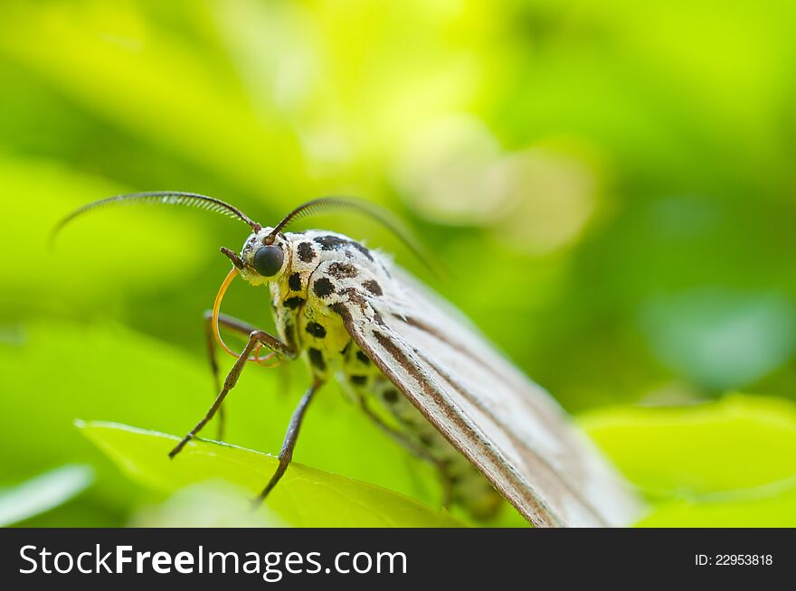 Beautiful dotted butterfly