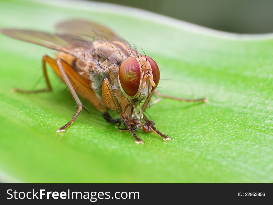Housefly eating its kill