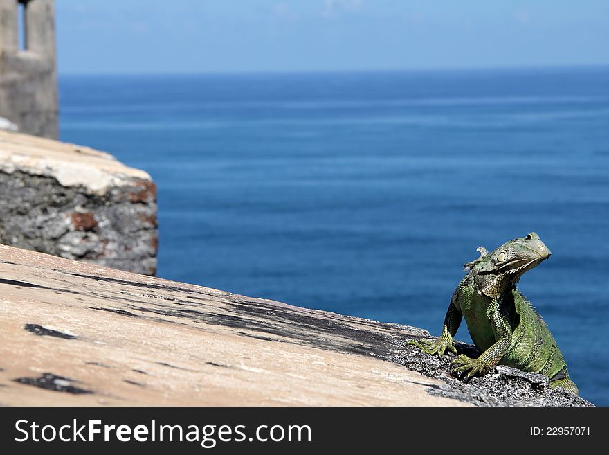 Green Iguana