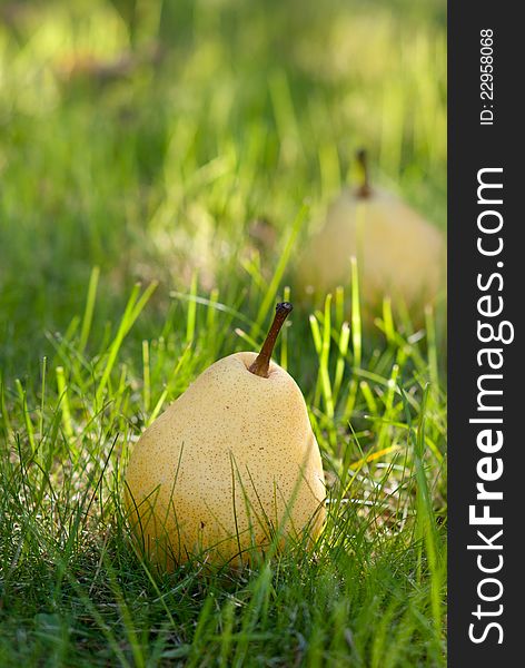 Pears lie on the grass