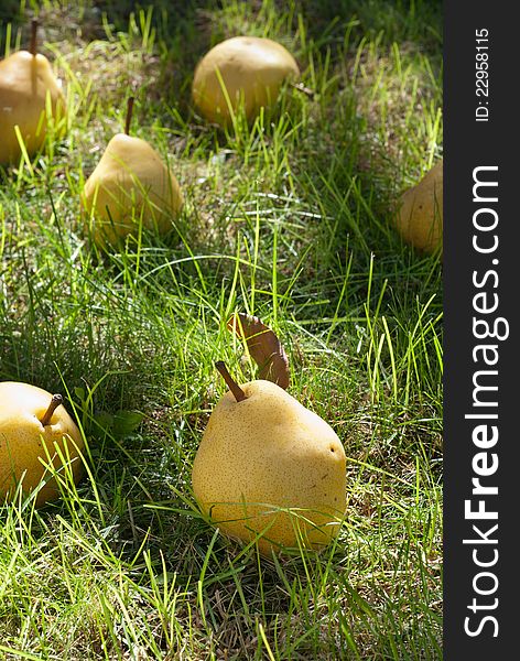 Many pears lie on the grass
