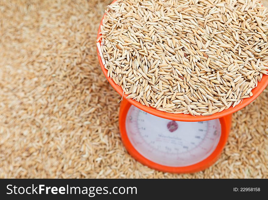 Brown rice paddy on kitchen scale