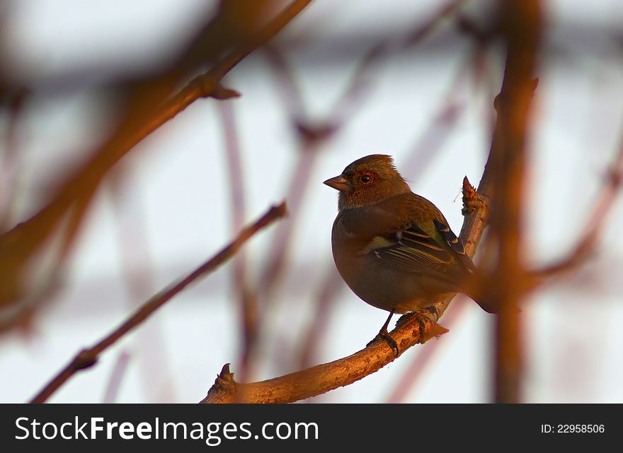 A Chaffinch at sunset looking for the best branch to spend the night undisturbed