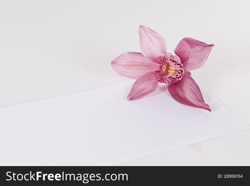 Concept with white paper envelope and pink orchid over white background