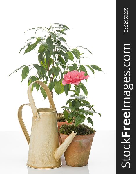 Hibiskus flower and ficus  tree  in  pots