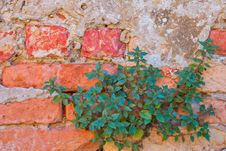 Green Plant On Old Red Bricks Wall Royalty Free Stock Images Green Plant On Old Red Bricks Wall Royalty Free Stock Images