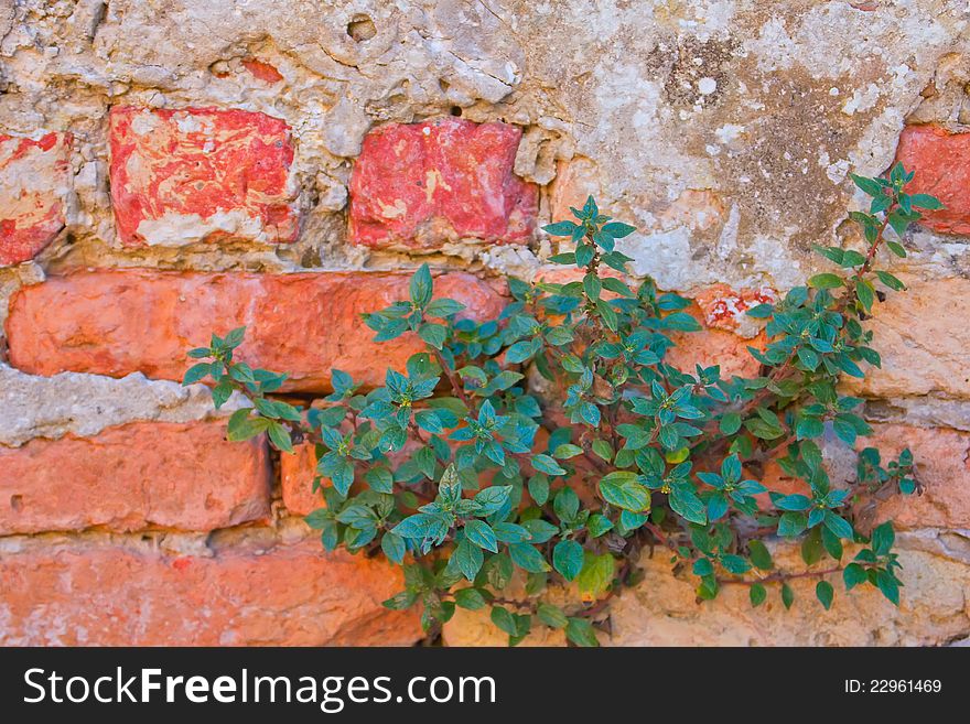 Green plant on old red bricks wall