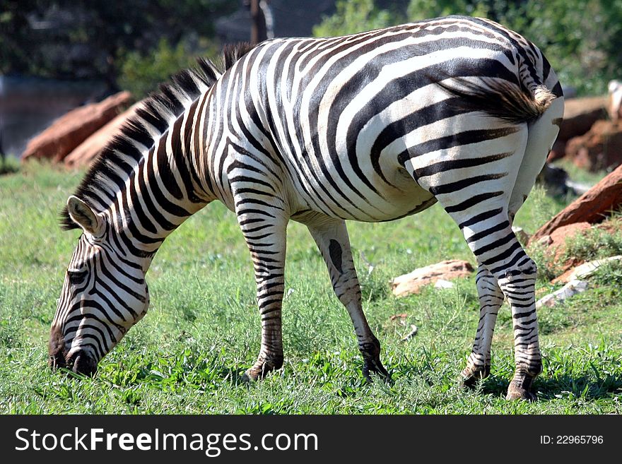 Beautiful black and white stripped zebra munching on green grass at a wildlife refuge.