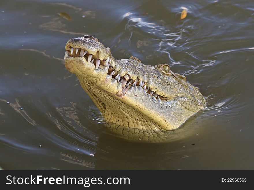 American Crocodile Closeup