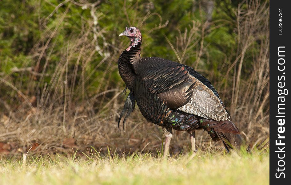 A single wild tom turkey looks carefully. A single wild tom turkey looks carefully.