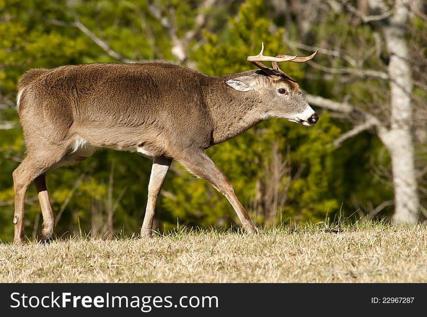 A white tailed deer buck ready to fight with ears layed back. A white tailed deer buck ready to fight with ears layed back.