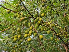Azadirachta Indica Known In Pakistan As Neem Stock Image Azadirachta Indica Known In Pakistan As Neem Stock Image