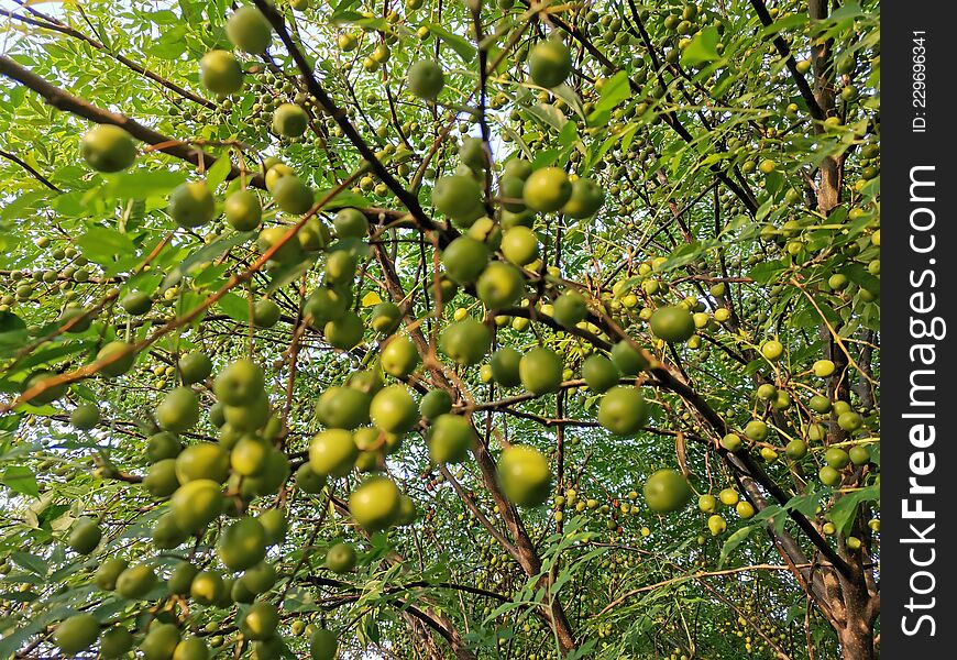 Azadirachta indica Known in Pakistan as Neem