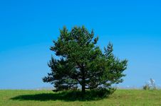 Lonely Pine Tree Royalty Free Stock Photo