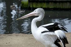 Pelican Royalty Free Stock Photography Pelican Royalty Free Stock Photography