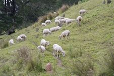 Herd Of Sheep Stock Images Herd Of Sheep Stock Images