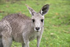 Young Kangaroo Royalty Free Stock Images