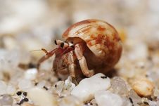 Hermit Crab Stock Image Hermit Crab Stock Image