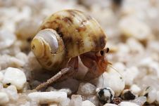 Hermit Crab Stock Image Hermit Crab Stock Image