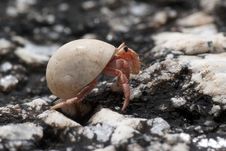 Hermit Crab Stock Photos Hermit Crab Stock Photos
