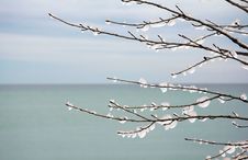 Ice On Branches Royalty Free Stock Images Ice On Branches Royalty Free Stock Images