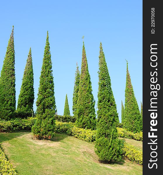 The pine trees in garden