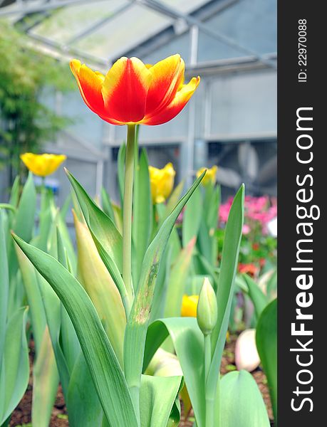 Beautiful orange tulips in park