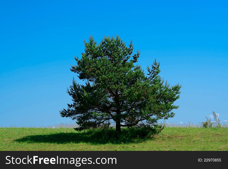 Lone pine tree on green field in a sunny day. Lone pine tree on green field in a sunny day