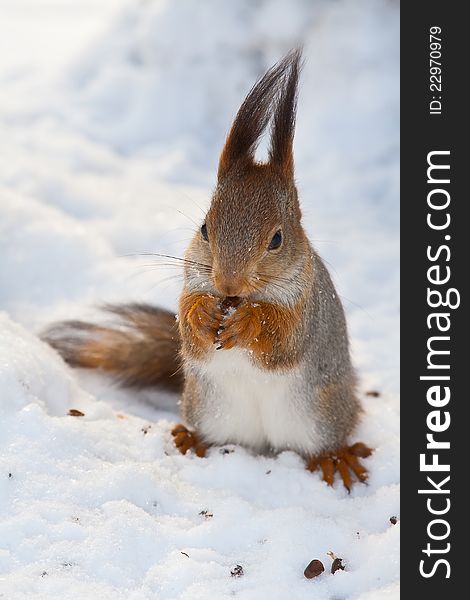 Squirrel On Snow