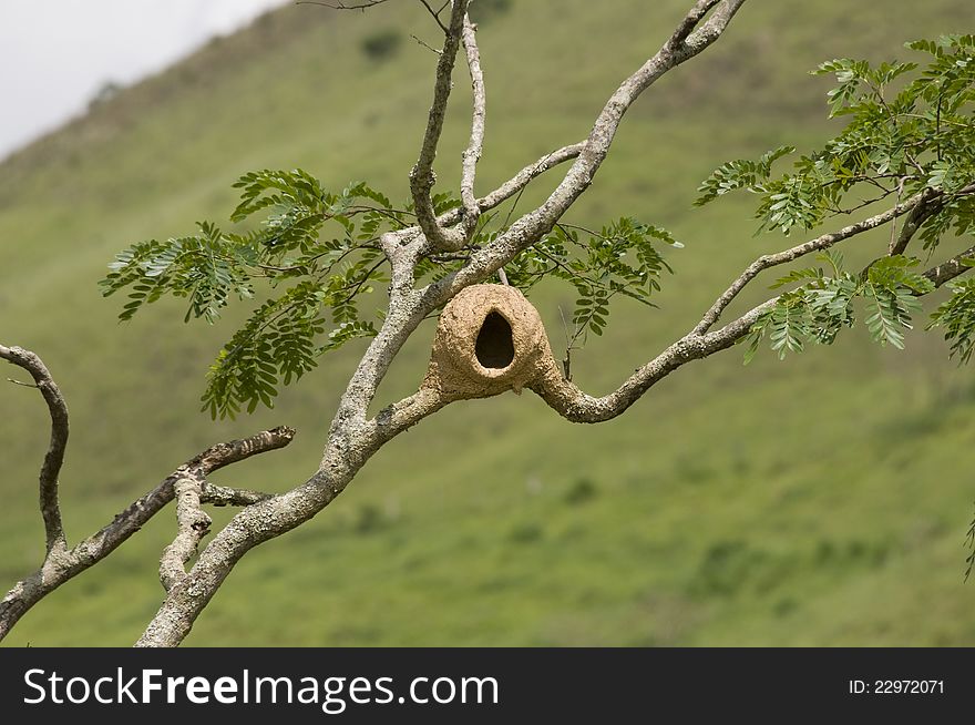 The typical Rufous Hornero nest, typical for the genus, a large thick clay oven placed on a tree, or more recently on man made structures such as fenceposts, telephone poles or buildings. Its range includes south eastern and southern Brazil, Bolivia, Paraguay, Uruguay and northern and central Argentina. The typical Rufous Hornero nest, typical for the genus, a large thick clay oven placed on a tree, or more recently on man made structures such as fenceposts, telephone poles or buildings. Its range includes south eastern and southern Brazil, Bolivia, Paraguay, Uruguay and northern and central Argentina