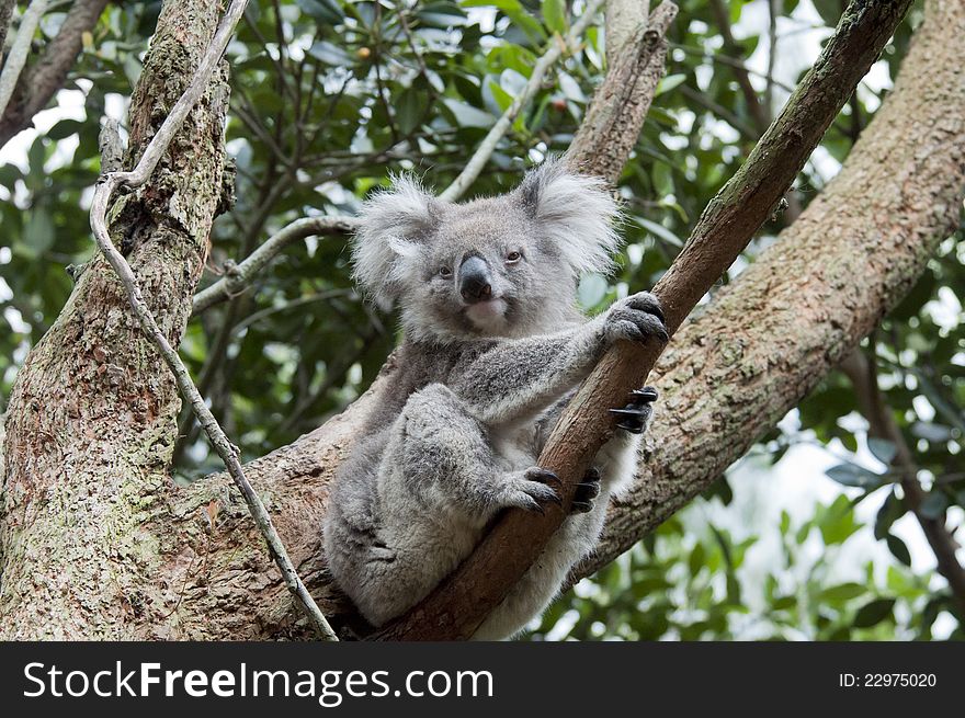 Koala on the branch of a tree
