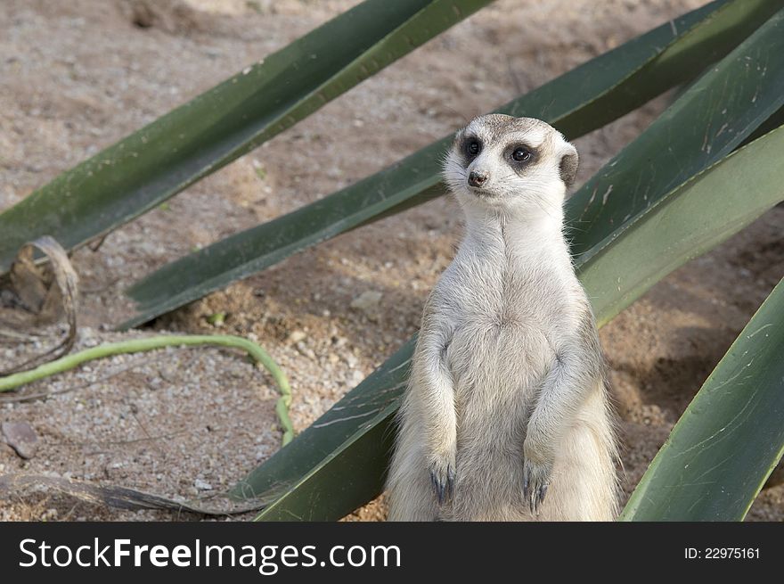 Meerkat stands on the sand on the background of leaves