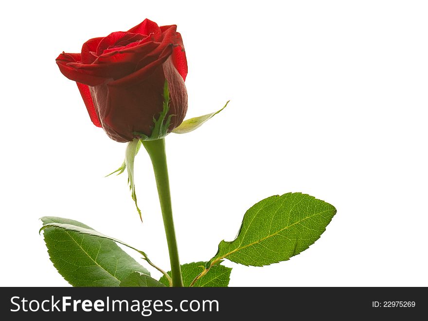Beautiful red rose on white backgroundrn
