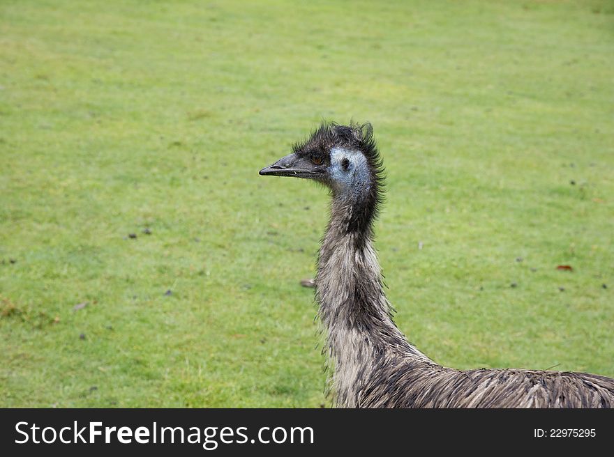 Ostrich stands on the grass field