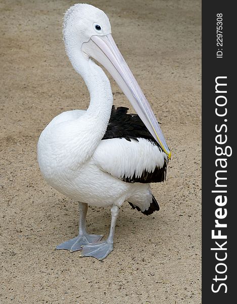 Pelican stands on the sand