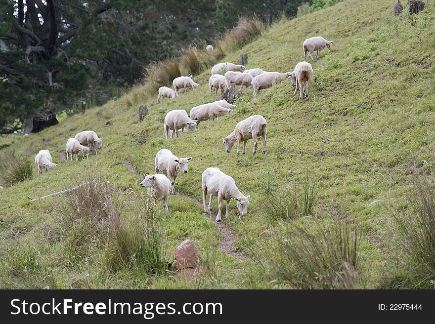 Herd of sheep on the grass field in New Zealand